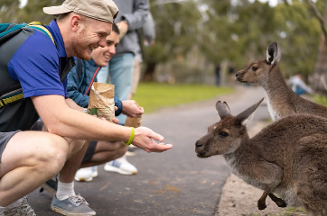 Visiting with the Kangaroos