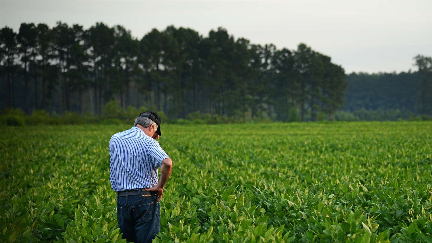 NC State University researcher examining a soybean field.