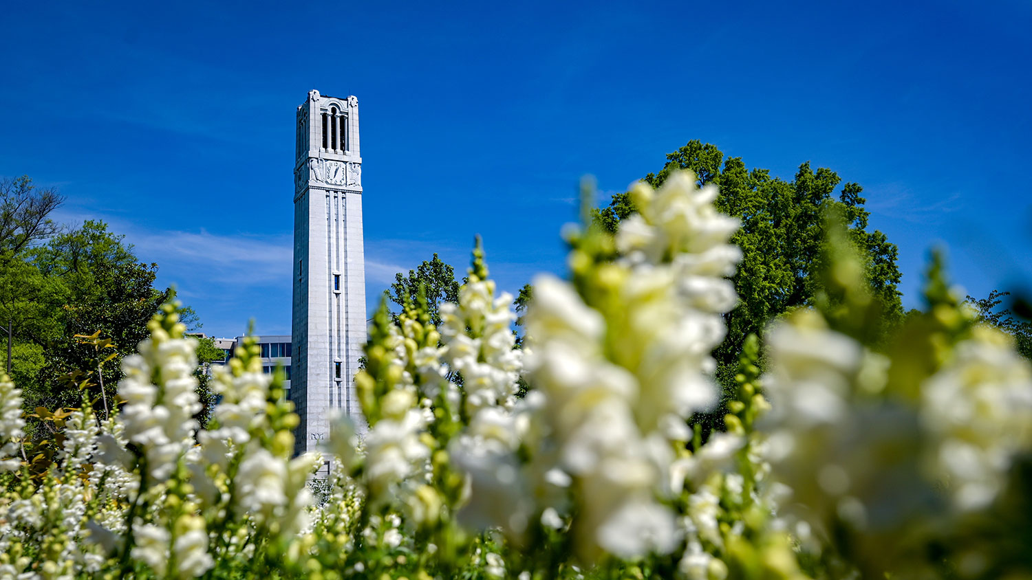 NC State Memorial Belltower with spring blooms