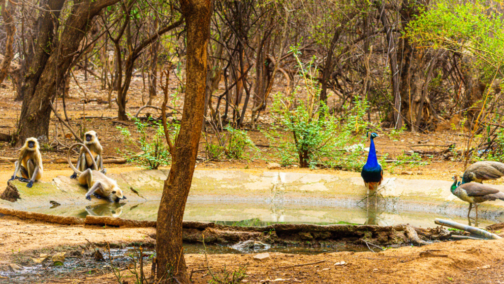 monkeys, peacocks and other various wildlife gathered together at a pool