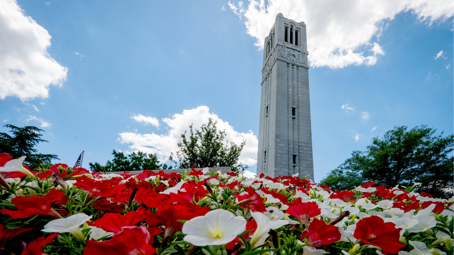NC State Belltower behind red and white flowers.