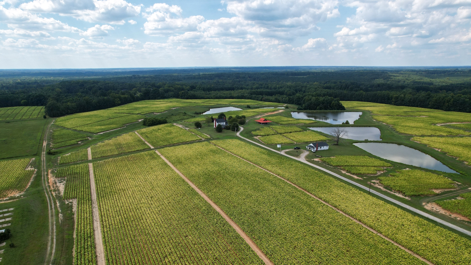 An aerial view of rows of crops, a house, and a barn on a farm.