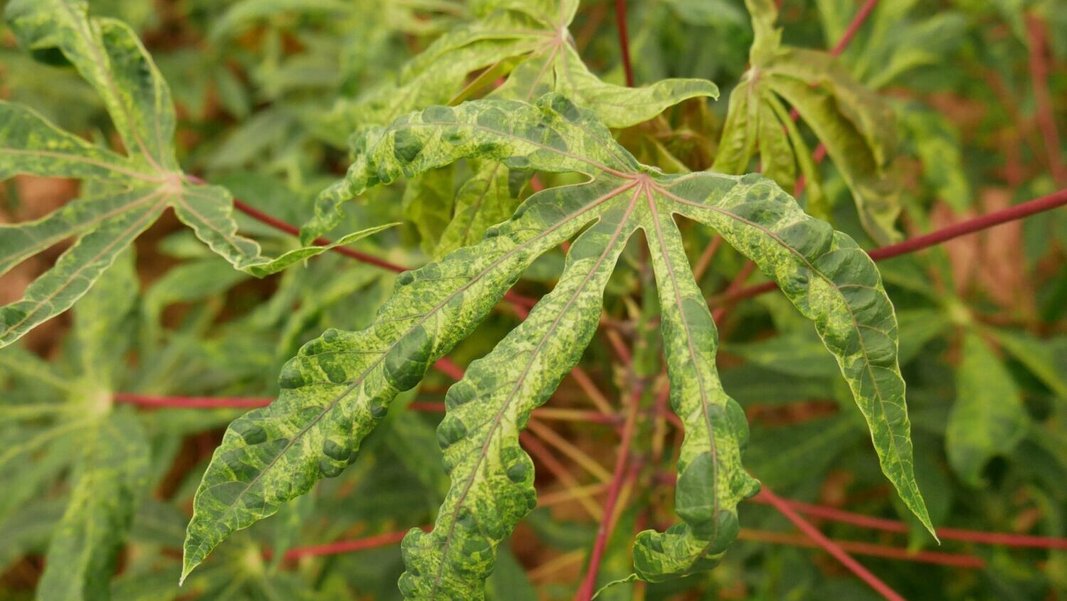 Dark green leaves on a cassava plant with splotches of light green and yellow.