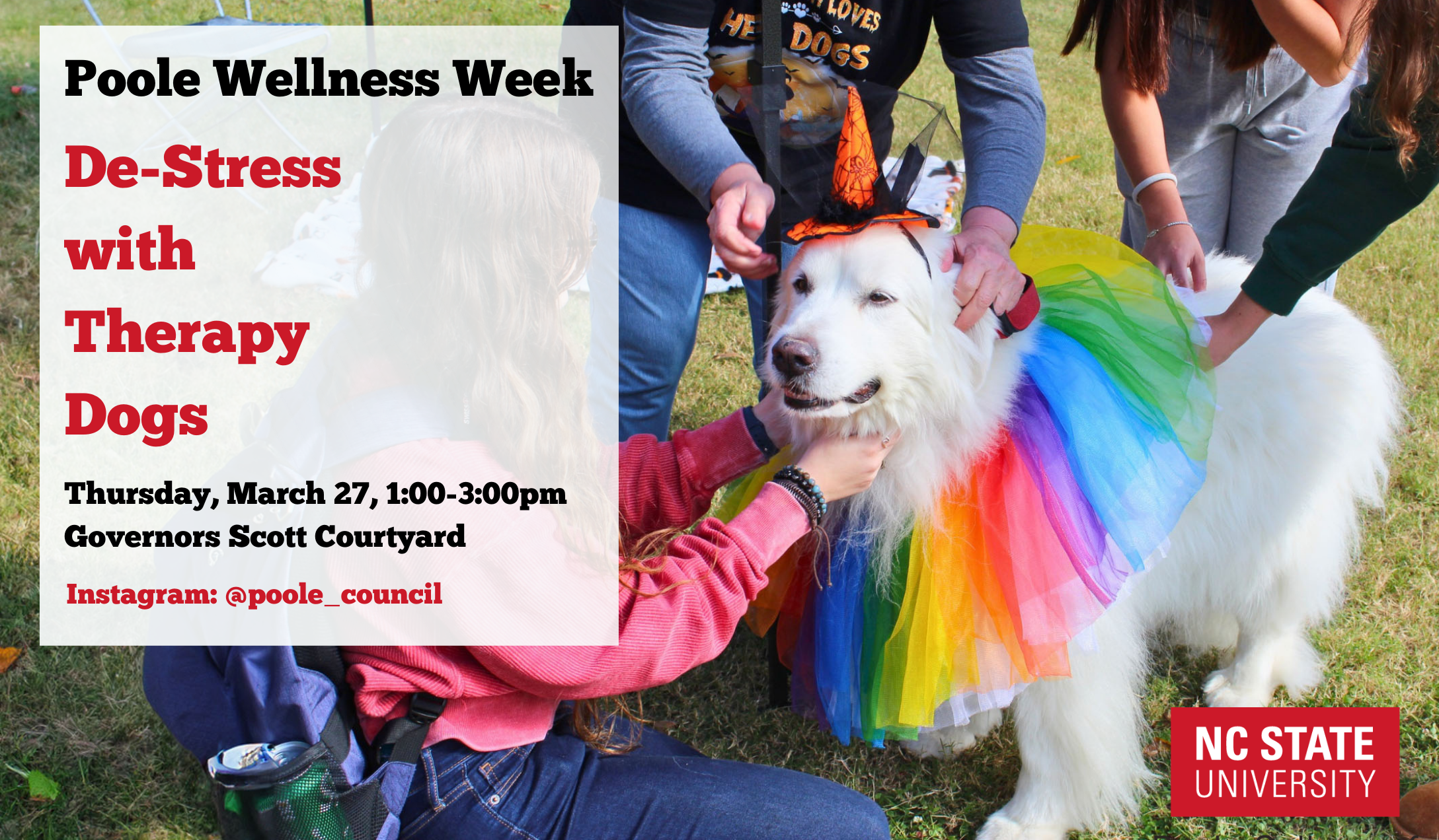 Therapy Dogs