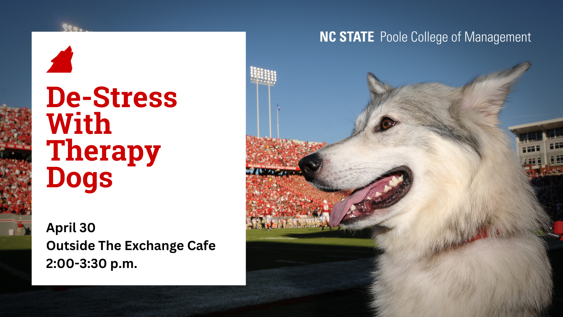 Therapy Dogs