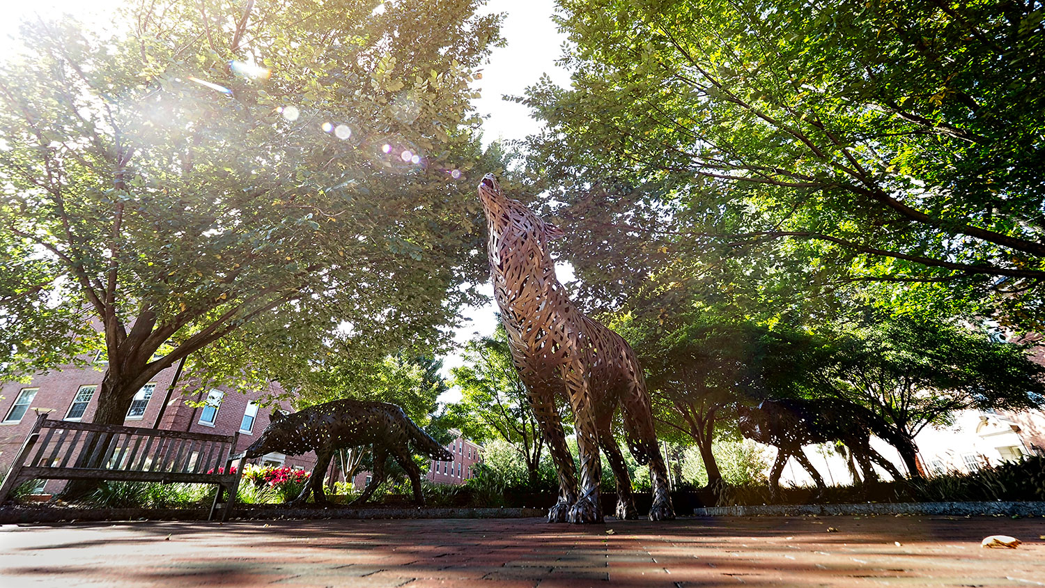 Copper Wolves on NC State's campus